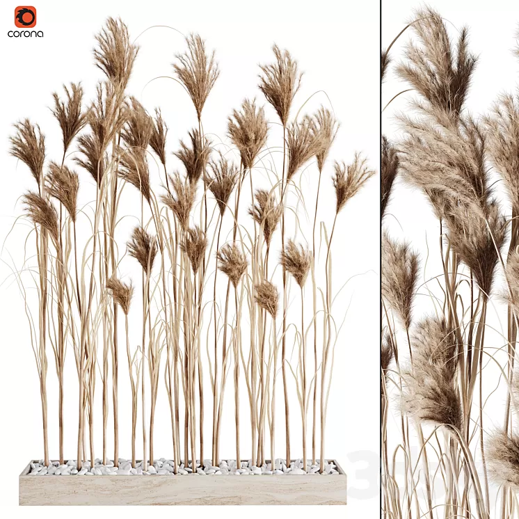 A bunch of Pampas 7 3D Model