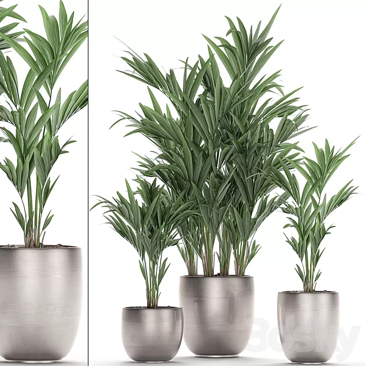 A collection of beautiful decorative palms in stylish pots with Howea forsteriana Neanta palm. Set 696. 3D Model