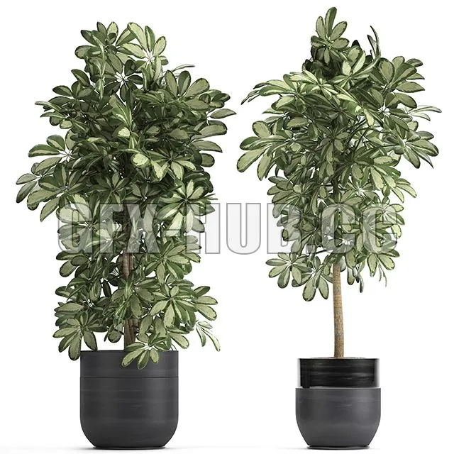 A collection of beautiful little plants in black Scheffler pots 3D Model