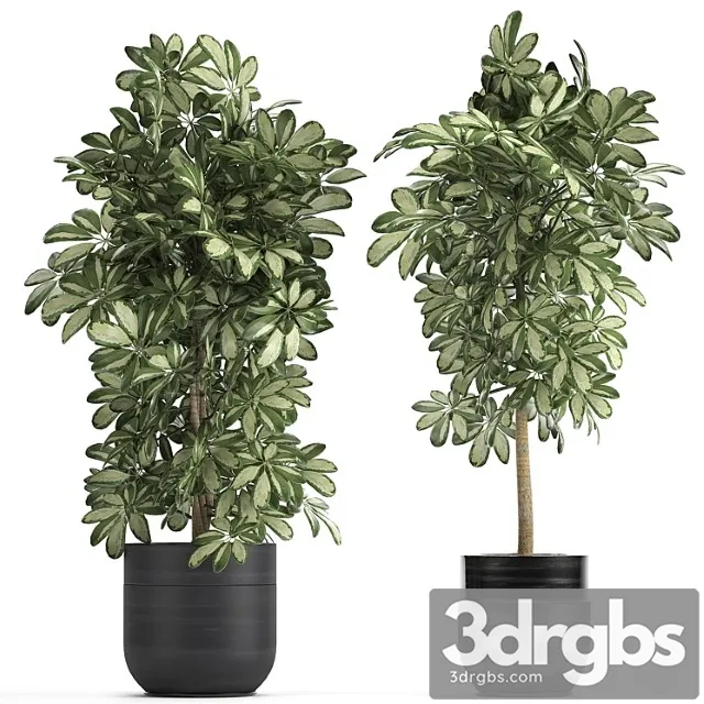 A Collection Of Beautiful Little Plants In Black Scheffler Pots Set 765 3D Model Free