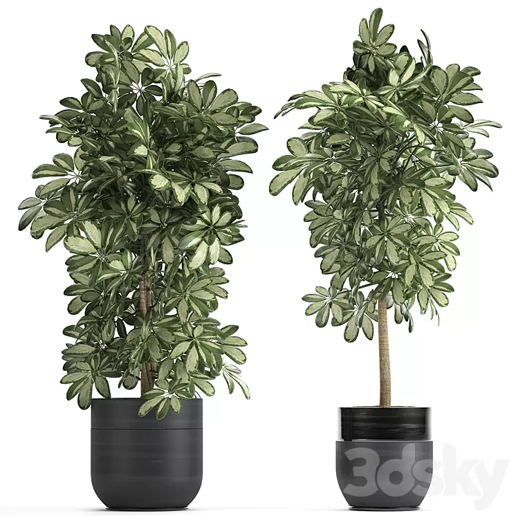A collection of beautiful little plants in black Scheffler pots. Set 765. 3D Model