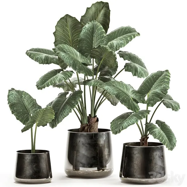 A collection of beautiful lush exotic flowers in black metal pots Alokasia. Set 881 3D Model