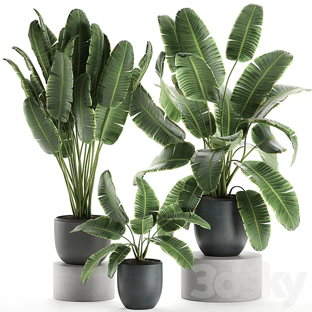 A collection of beautiful lush plants in black pots with strelitzia. banana palm. ravenala. Set 587. 3DModel
