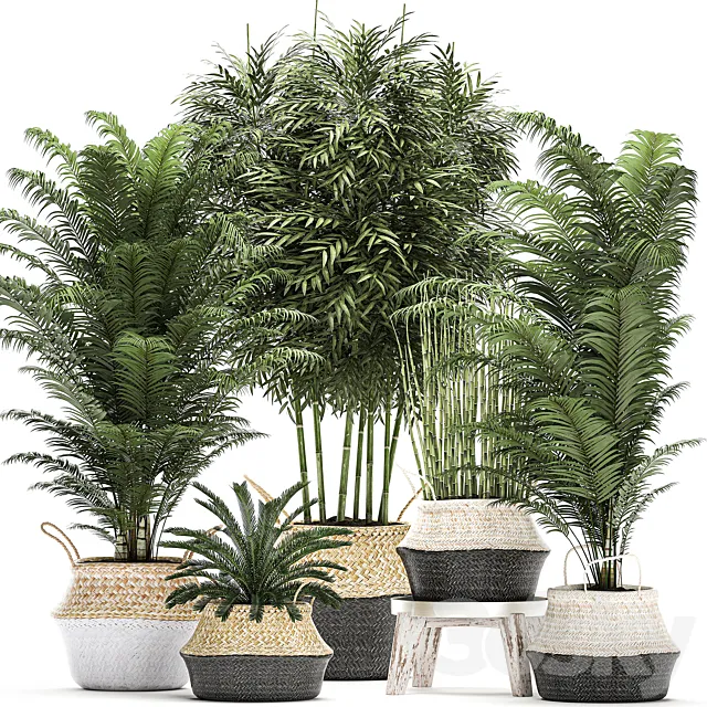 A collection of beautiful lush plants in white baskets with handles with thickets palm bamboo cicada horsetail. Set 489. 3D Model