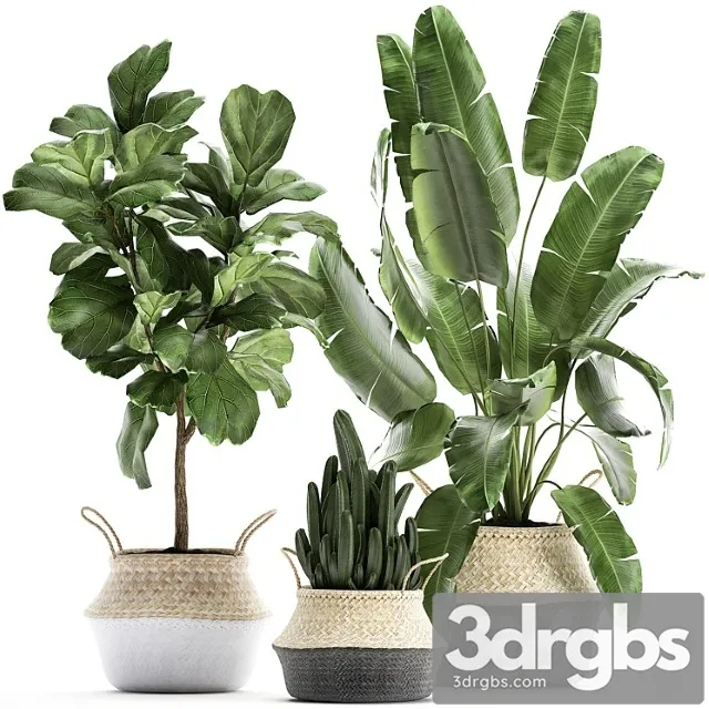 A Collection of Beautiful Plants in Black and White Baskets with Banana Palm Strelitzia Ficus Lirata Cactus Set 861 3D Model Free