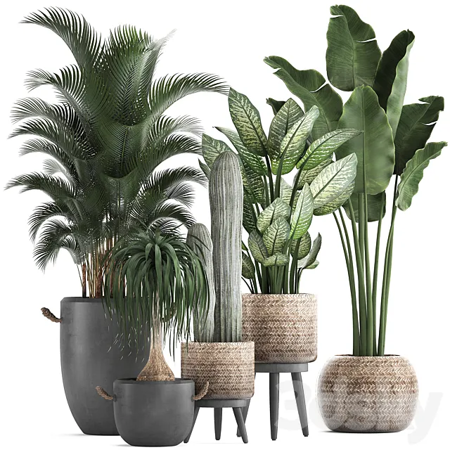 A collection of beautiful plants in modern concrete pots and baskets with Banana palm. hovea. loft. cactus. dracaena. Diffenbachia. Set 417 3DModel