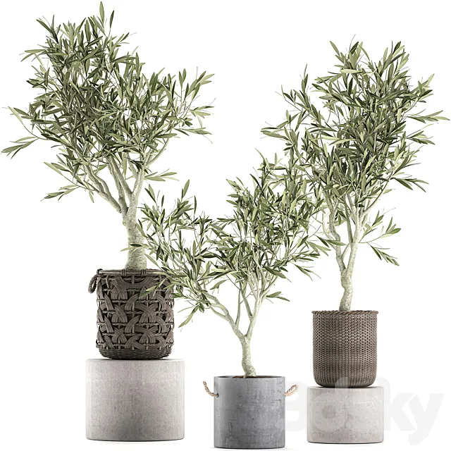 A collection of beautiful small decorative olive trees in wicker baskets. Set 643. Free Download