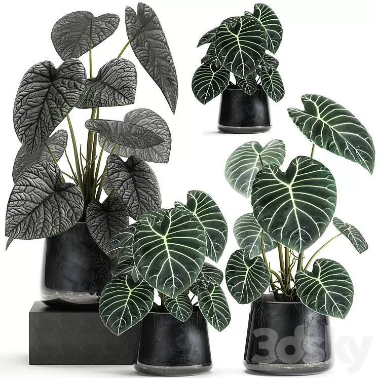 A collection of beautiful small exotic flowers in black metal pots Anthurium crystal. Set 885 3D Model