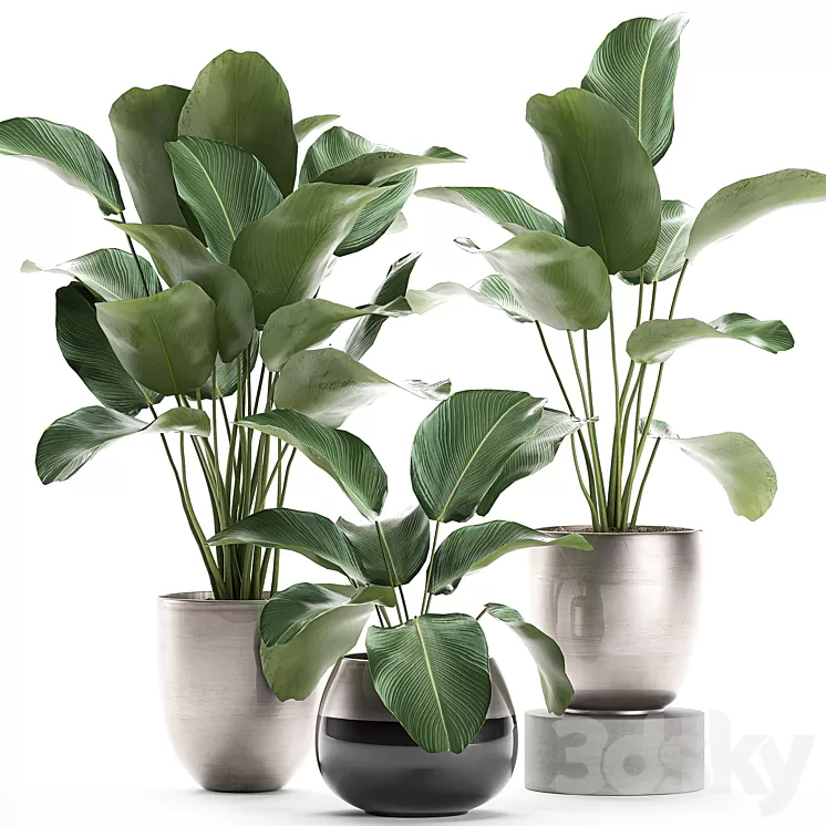 A collection of beautiful small exotic plants in a pot of Kalatea lutea. Set 683. 3D Model