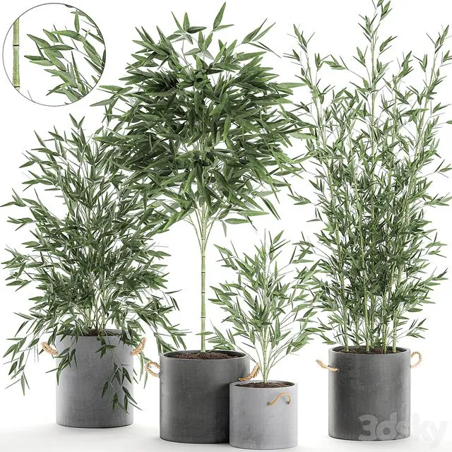 A collection of beautiful small lush bamboo bushes Set 596 3D Model
