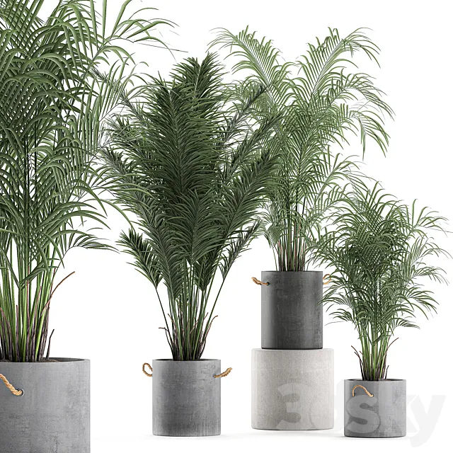 A collection of beautiful small lush palm trees in concrete pots with handles of Hovey. kentiya. neanta. Set 599. 3DModel