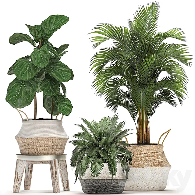 A collection of beautiful small ornamental plants in white baskets with handles with palm. Howea . Ficus lyrata. Set 486. 3DModel