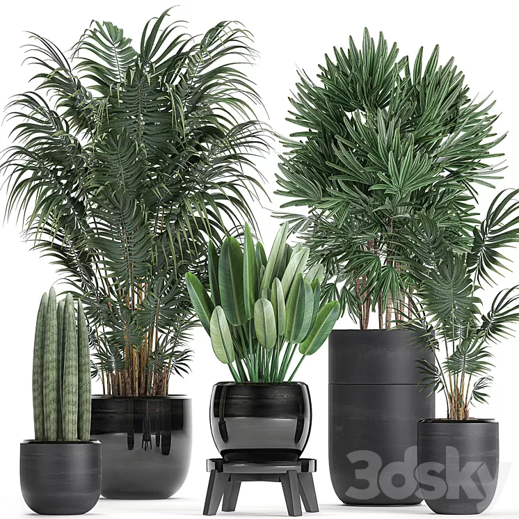 A collection of beautiful small plants in black pots and vases with Palm Rapeseed strelitzia. Set 738.