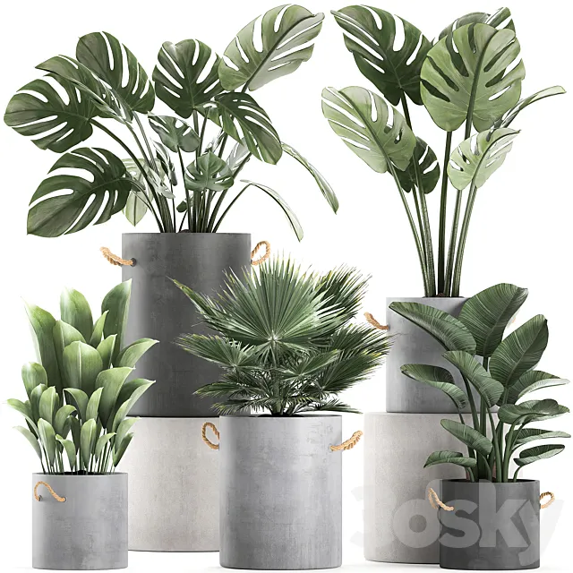 A collection of beautiful small plants in concrete pots with Monster handles strelitzia fan palm. Set 603. 3D Model