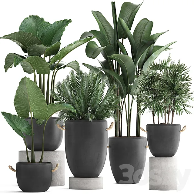 A collection of beautiful small plants in modern black concrete pots with banana palm. rapeseed. alokasia. loft. strelitzia. Set 415. 3DModel