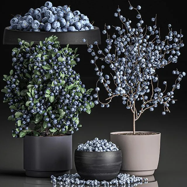 A collection of bouquets of branches with blueberries in black vases 3D Model