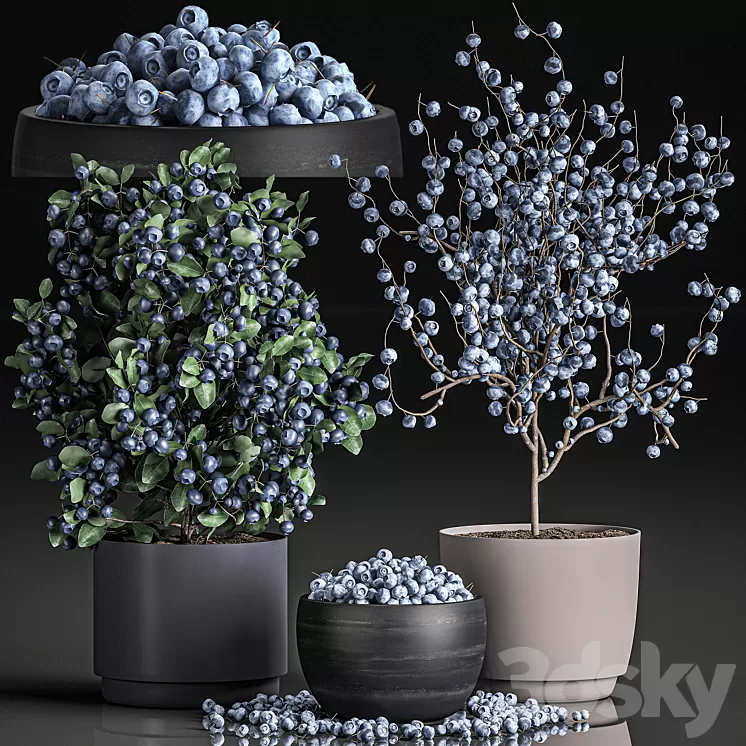 A collection of bouquets of branches with blueberries in black vases with blueberries a bowl with berries a blueberry bush. Set 548. 3D Model