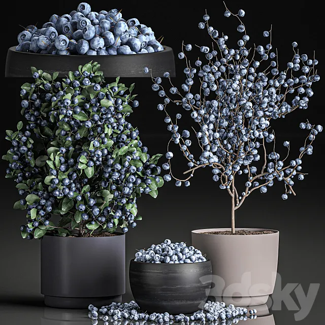 A collection of bouquets of branches with blueberries in black vases with blueberries a bowl with berries a blueberry bush. Set 548. 3D Model