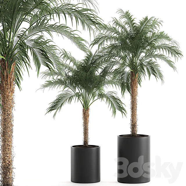A collection of decorative small lush palm trees in black pots with Dates Robelena. Set 618. 3D Model