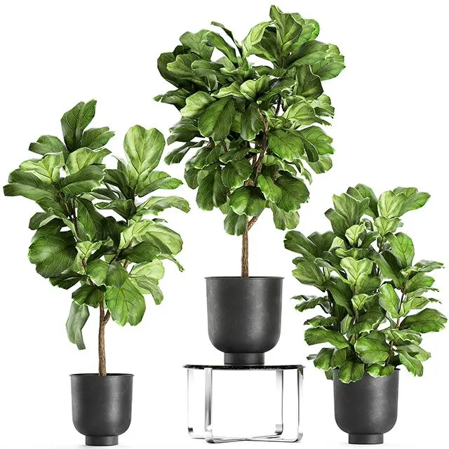 A collection of decorative small trees with large leaves in a black pot Ficus lyrata. Set 854 3D Model