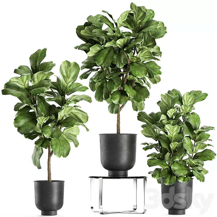 A collection of decorative small trees with large leaves in a black pot Ficus lyrata. Set 854. 3D Model