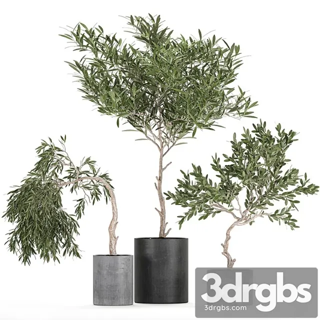 A Collection of Decorative Small Weeping Olive Trees in Black Concrete Pots Set 734 3D Model Download