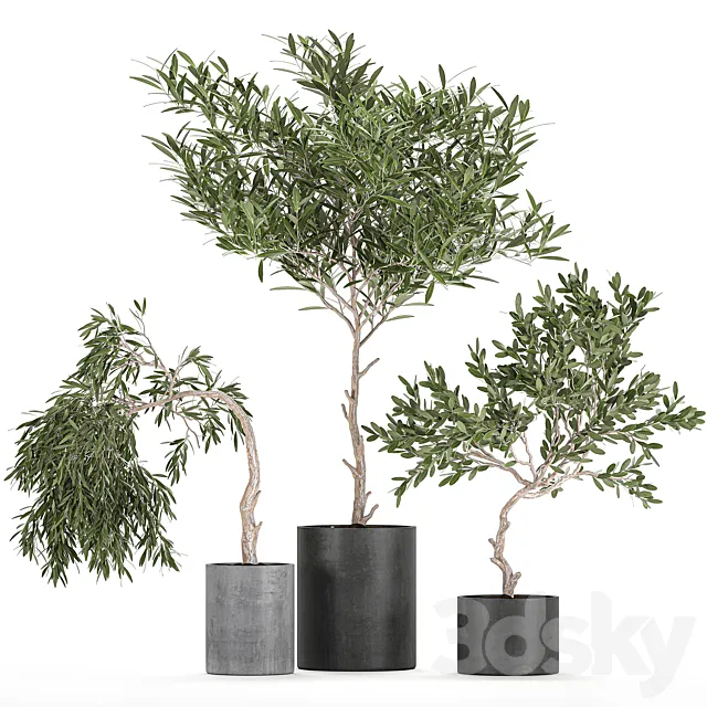 A collection of decorative small weeping Olive trees in black concrete pots. Set 734. Free Download