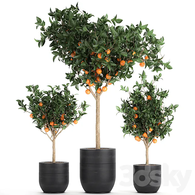 A collection of fruit orange trees in black pots Orange. outdoor flowerpot for the garden. Set 718. 3DModel
