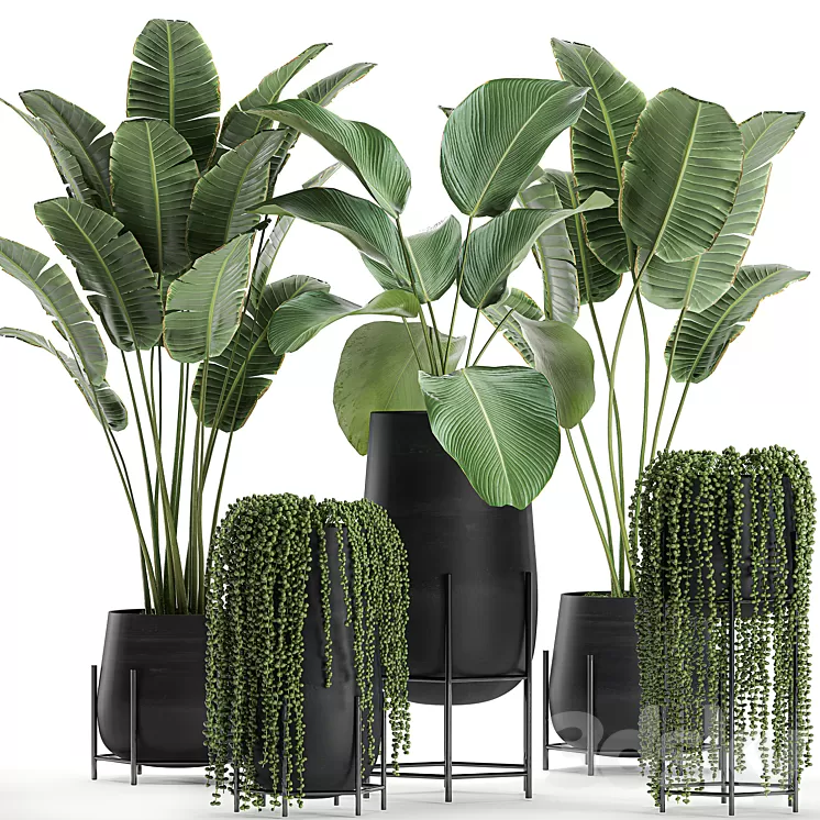 A collection of hanging plants in black pots on legs with Banana palm Calathea lutea Strelitzia Krestovnik succulents. Set 700. 3D Model