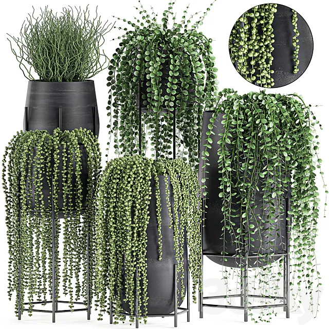 A collection of hanging plants in black pots on legs with Dyschidia. Rowley's Crossberry. Succulents. Rhipsalis. Set 549. 3DModel