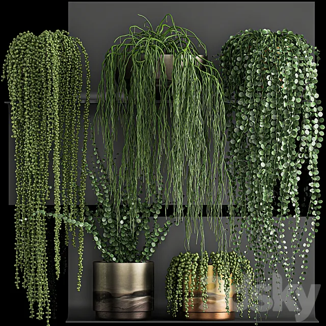 A collection of hanging plants in white pots on a flower shelf with Rowley's Krestovnik dyschidia Succulents. Set 61. 3D Model