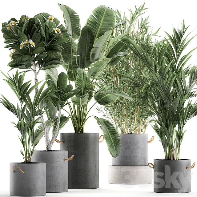 A collection of industrial-style plants in concrete flowerpots and pots made of banana. plumeria. palm. bamboo. Set 597. 3DModel