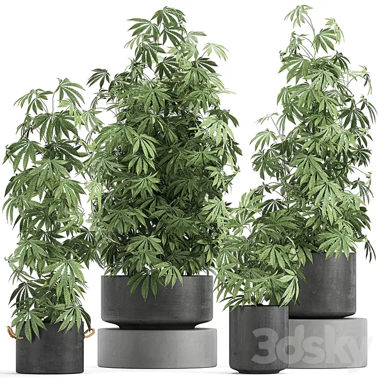 A collection of lush bushes of plants in black pots with Cannabis Marijuana cannabis cannabis. Set 770. 3D Model