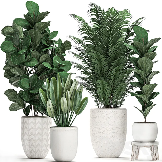 A collection of lush plants in white modern pots with Ficus lyrata palm strelitzia. Set 490. 3D Model