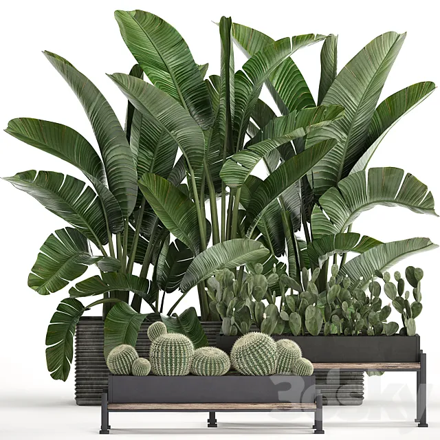 A collection of lush plants thickets in black pots with cacti. palm. strelitzia. bushes. prickly pear. banana. Set 458. 3DModel