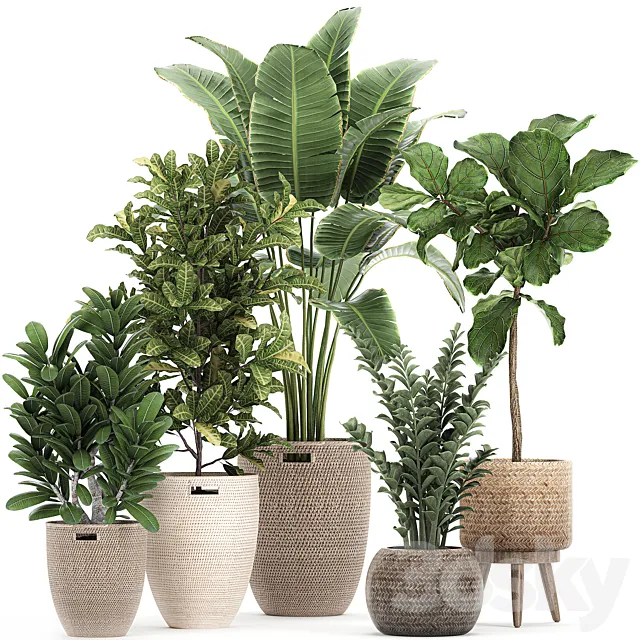 A collection of ornamental plants in rattan baskets with a ficus tree Lirata croton banana Zamiokulkas Strelitzia. Set 782 3D Model