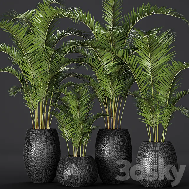 A collection of palms in pots 2. palm tree flower pot bush flowerpot 3D Model