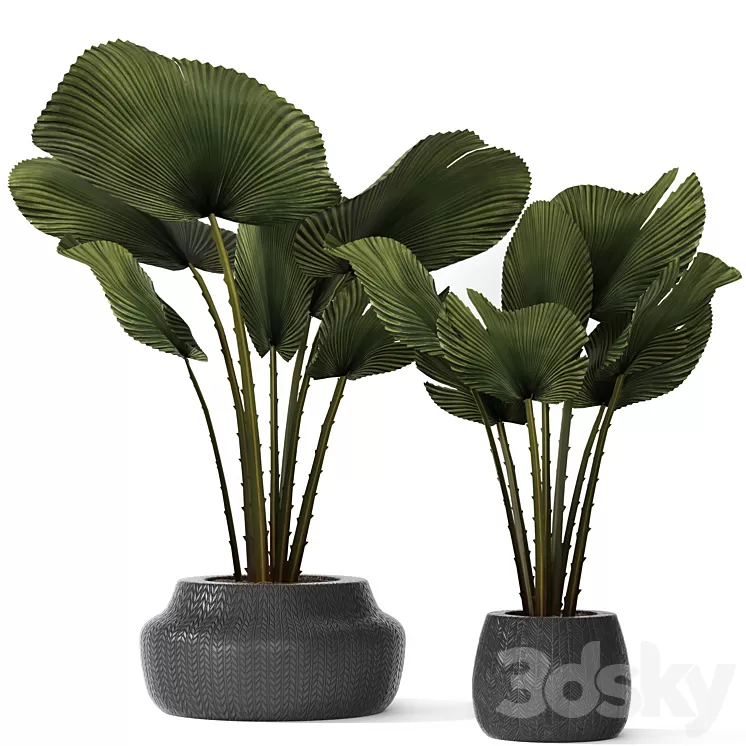 A collection of palms in pots 3. likuala palm tree flower pot bush
