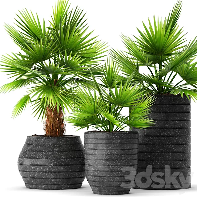 A collection of palms in pots palm tree chamerops pot bush flowerpot decorative 3D Model
