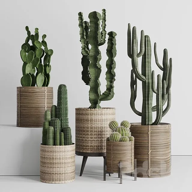 A collection of plants and cactus in handmade wooden baskets 286 3D Model