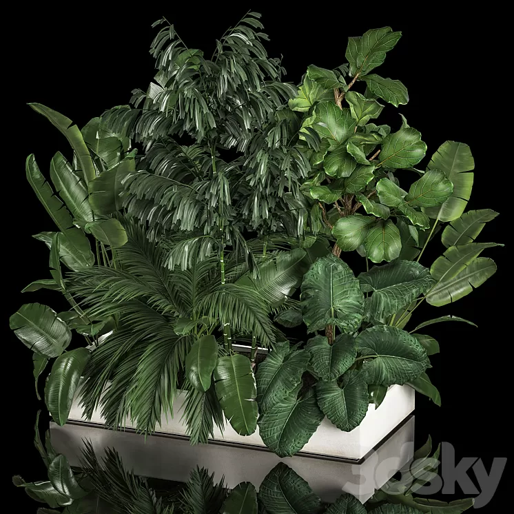 A collection of plants from a thicket of a home garden of palm strelitzia flowerpot ficus lirata. 1113. 3D Model