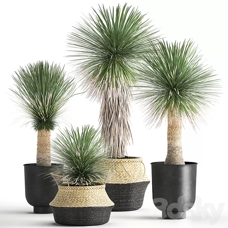 A collection of plants in black pots and baskets of Yucca desert plants. Set 1015. 3D Model