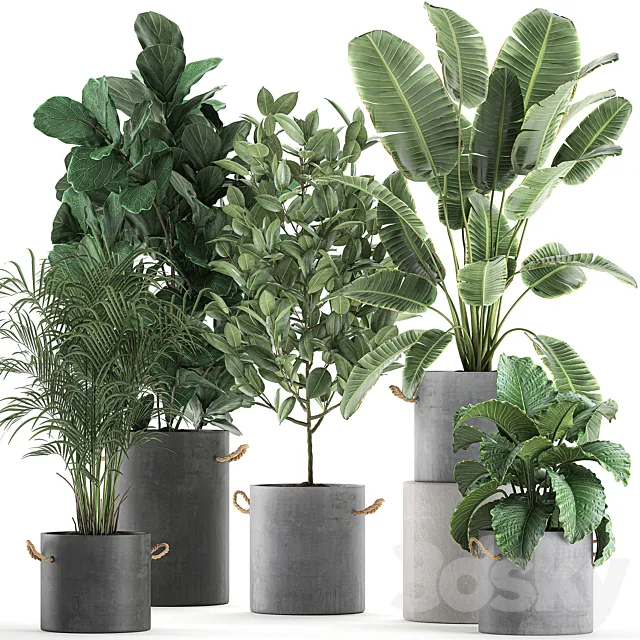 A collection of plants in concrete pots with handles with a ficus Lirata tree alokasia banana palm strelitzia. Set 613. 3D Model