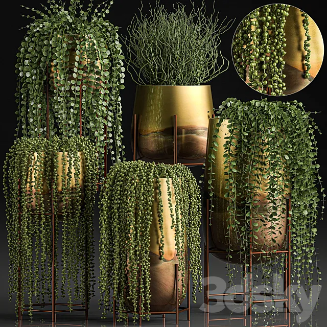 A collection of plants in luxury gold pots with Rowley's Crossberry. dyschidia. Succulents. hanging plants. Set 543. 3DModel
