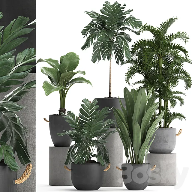 A collection of plants in modern black concrete pots with palm Cariota Areca banana alokasia. Set 405. 3D Model