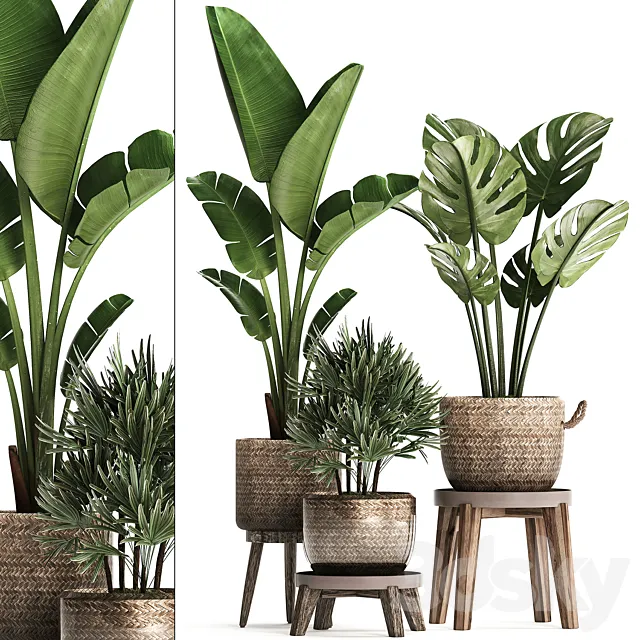 A collection of plants in modern rattan baskets with a flower stand Banana strelitzia palm Rhapis monstera. Set 457. 3D Model