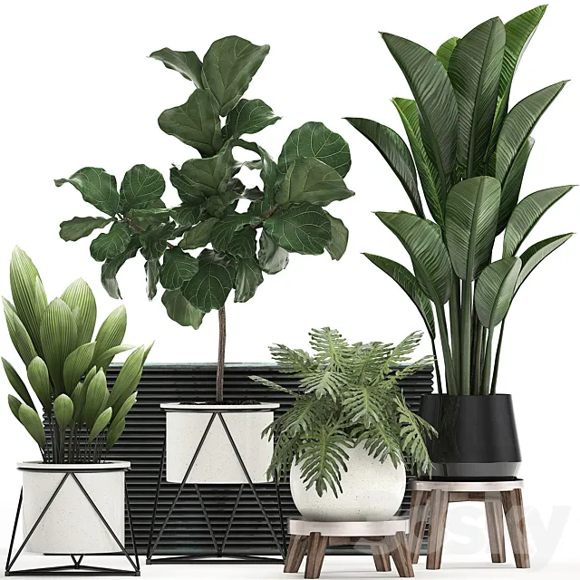 A collection of plants in modern white pots on legs with a small tree Ficus lirata. Philodendron. banana. Set 460.s 3DModel