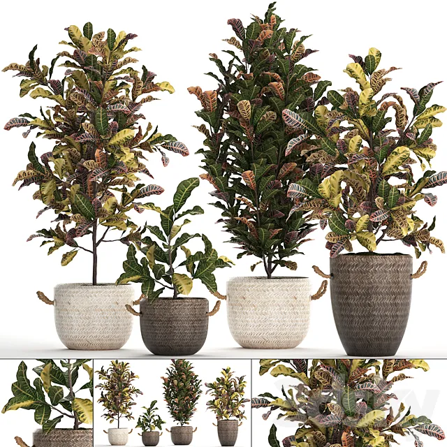A collection of plants in modern white rattan baskets with small bushes of croton trees. Set 432. Free Download