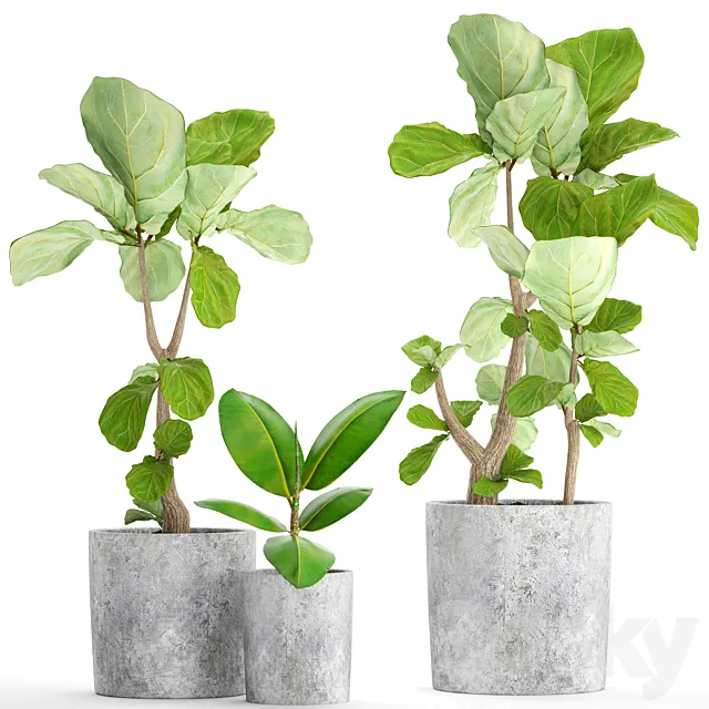 A collection of plants in pots 39. Ficus Ficus lyrata pot concrete ornamental tree indoor interior 3D Model