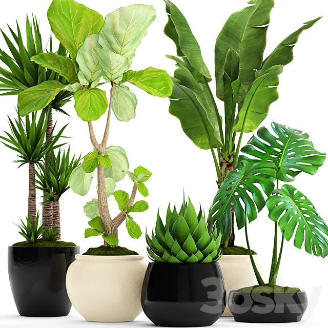 A collection of plants in pots. 45. Banana palm. Lyre ficus. Agave. Yucca. Monstera. ornamental plants. flowerpot. pot. flower 3DModel